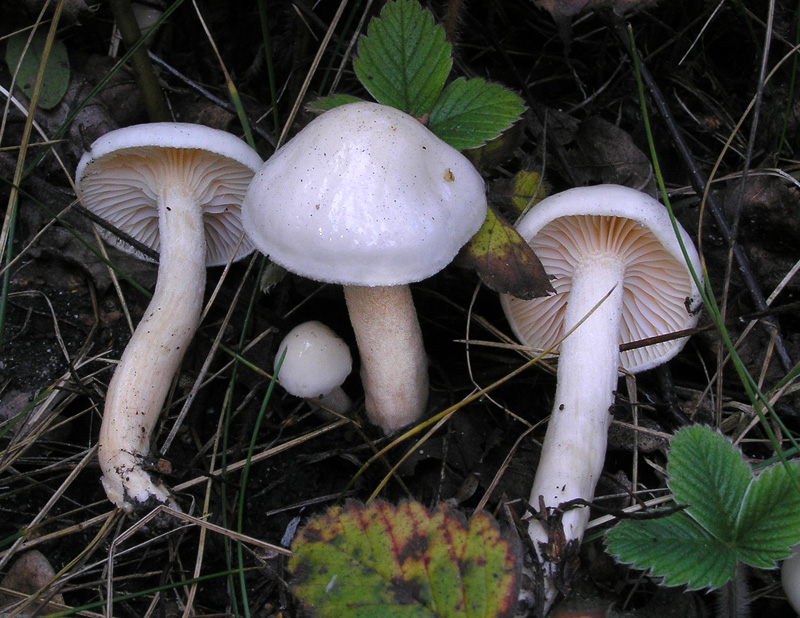 Hygrophorus hedrychii